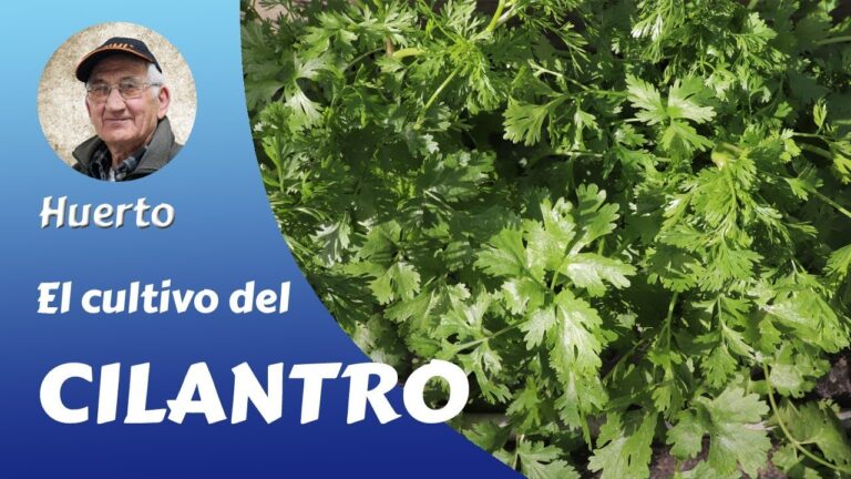 Los beneficios del lino en climas cálidos