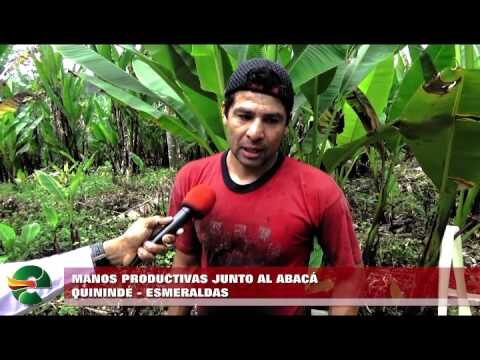 Caracter&iacute;sticas del abac&aacute;: un an&aacute;lisis detallado