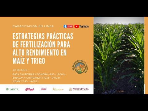 Beneficios del maíz orgánico en la moda