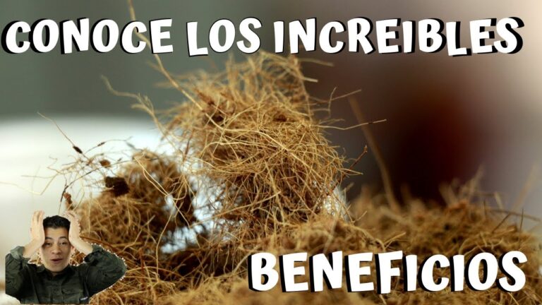 Beneficios de las fibras orgánicas