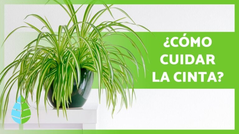 Guía para cuidar el raso de forma óptima